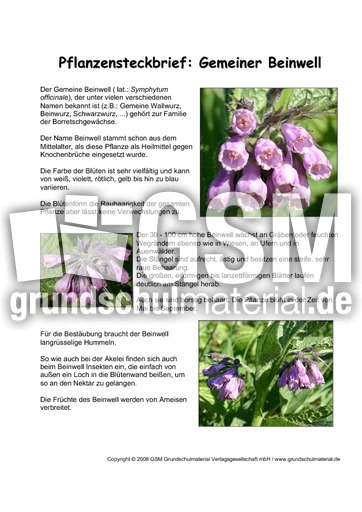 Pflanzensteckbrief-Gemeiner-Beinwell.pdf